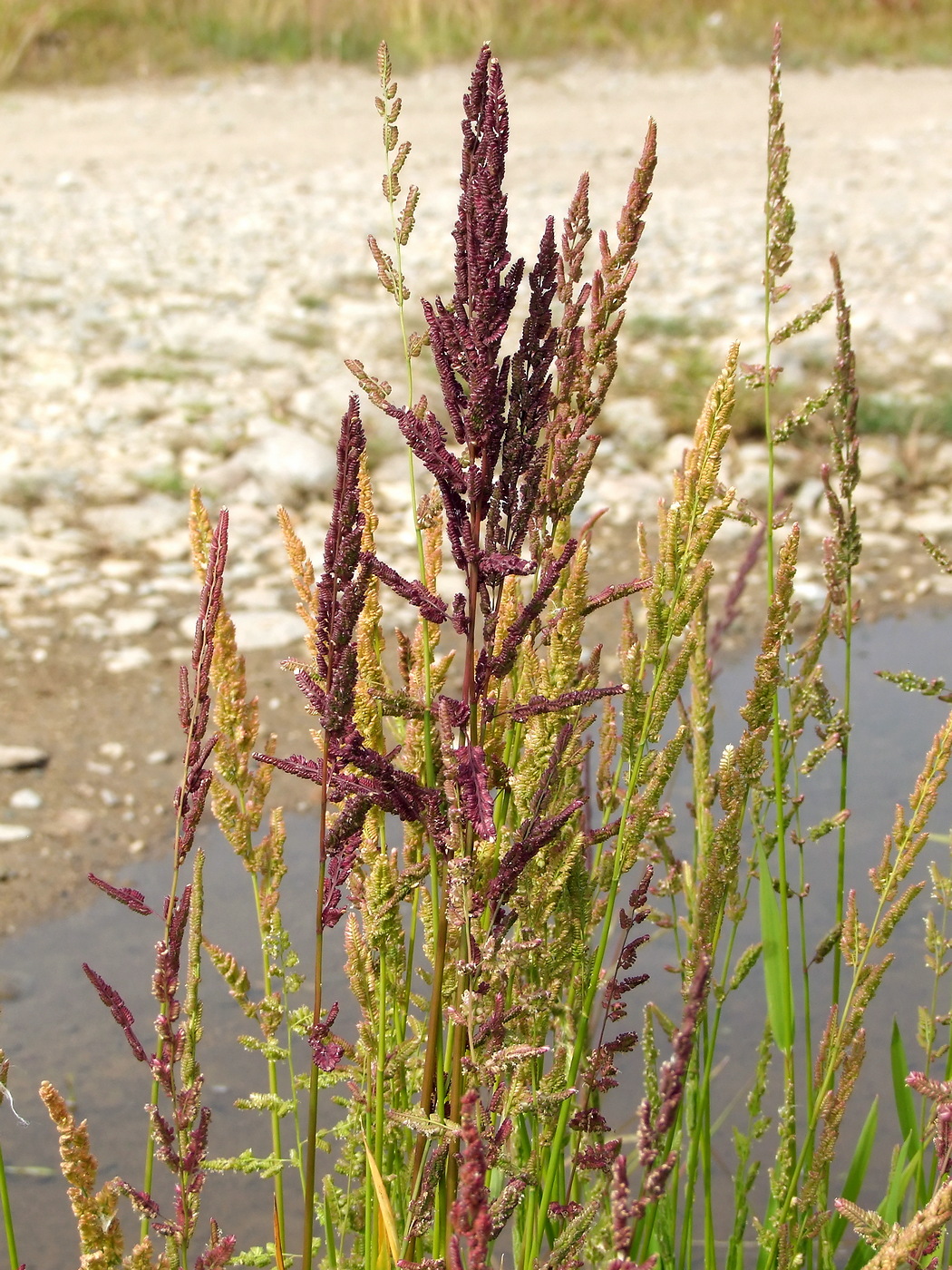 Image of Beckmannia syzigachne specimen.