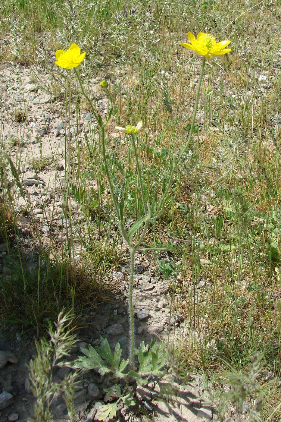 Изображение особи Ranunculus sewerzowii.