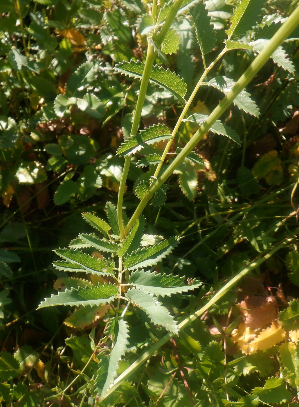 Image of Sanguisorba officinalis specimen.