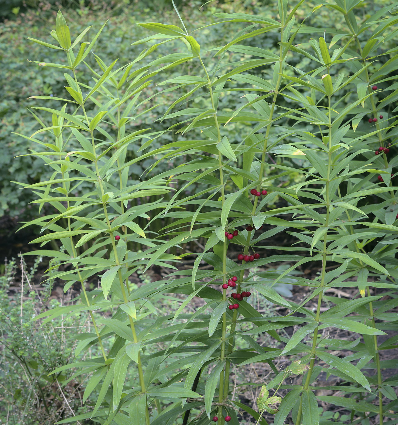 Изображение особи Polygonatum verticillatum.