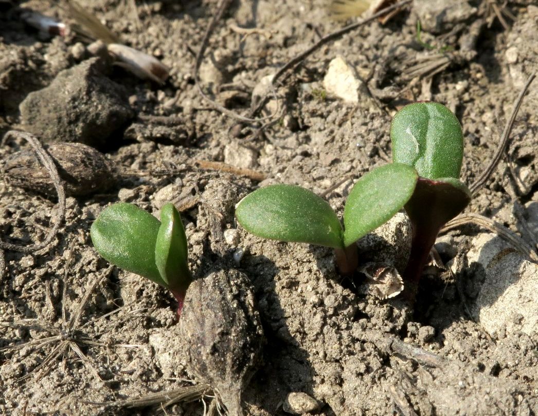 Image of Jurinea stoechadifolia specimen.