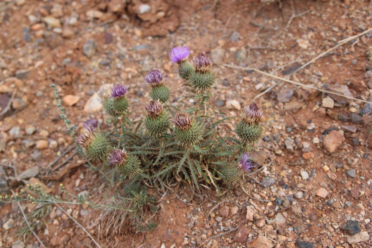 Image of Ancathia igniaria specimen.