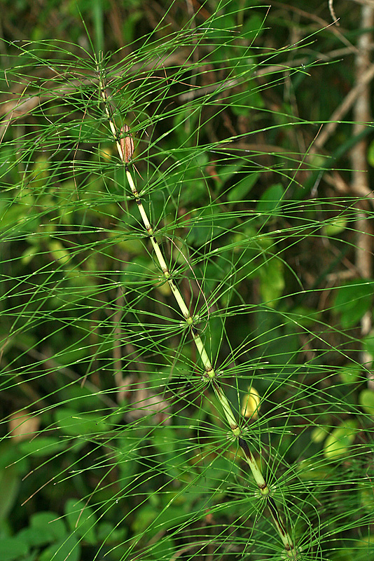 Image of Equisetum telmateia specimen.