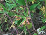 Potentilla argentea. Лист, поражённый грибом Ramularia grevilleana. Северная Осетия, Пригородный р-н, окр. с. Михайловское, дорога на краю поля. 17.06.2021.