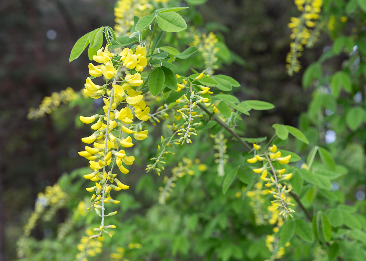 Image of Laburnum anagyroides specimen.