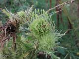 Cirsium obvallatum