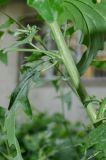 Atriplex sagittata. Средняя часть веточки с основанием листа и пазушным побегом. Пермь, Свердловский р-н, пустырь. 24 августа 2021 г.