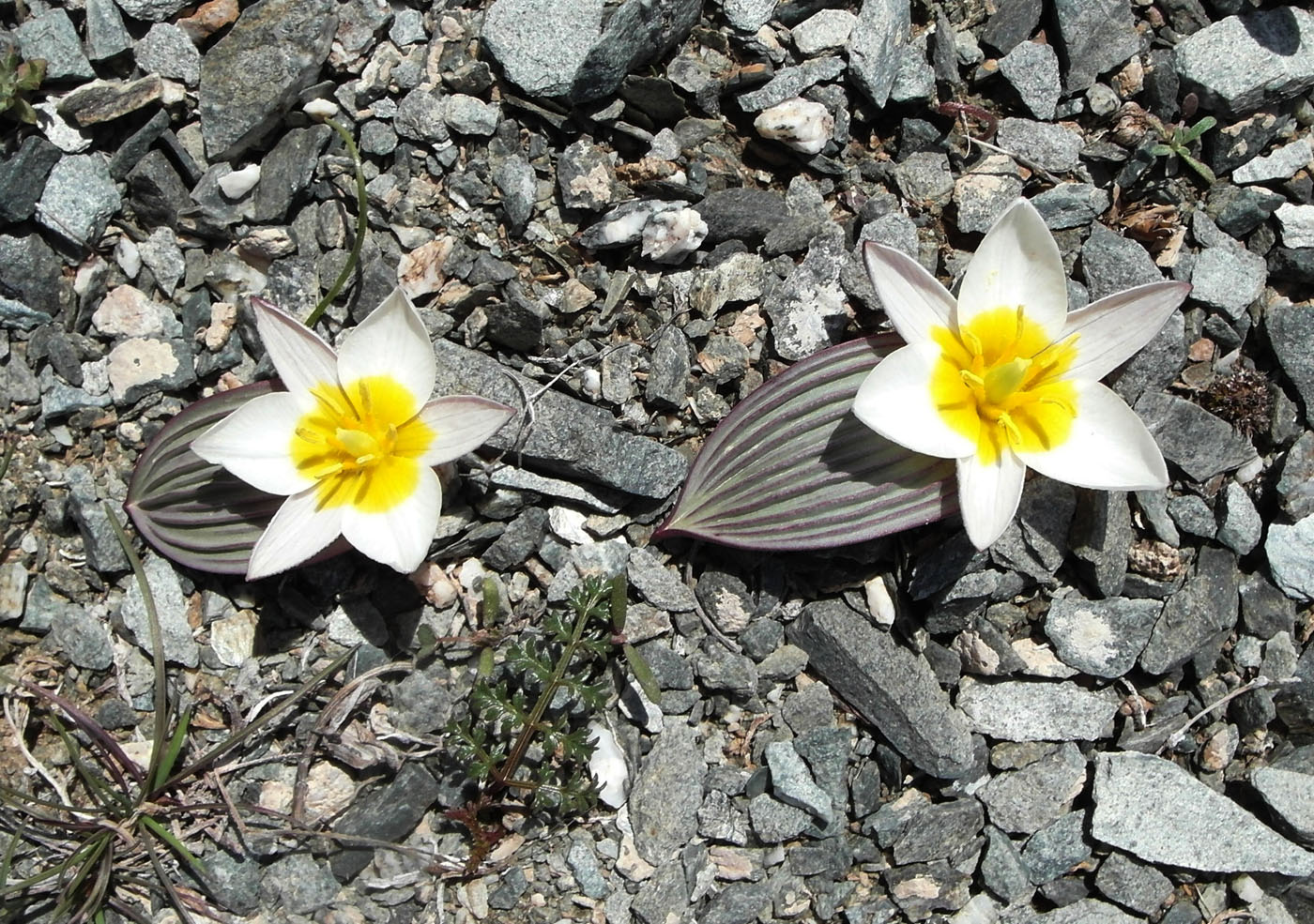 Image of Tulipa regelii specimen.