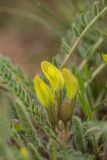 Astragalus henningii. Соцветие. Калмыкия, Целинный р-н, окр. села Троицкое, балка Каменная, сухая степь. 17.04.2022.