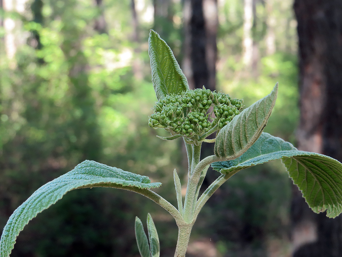 Image of Viburnum lantana specimen.