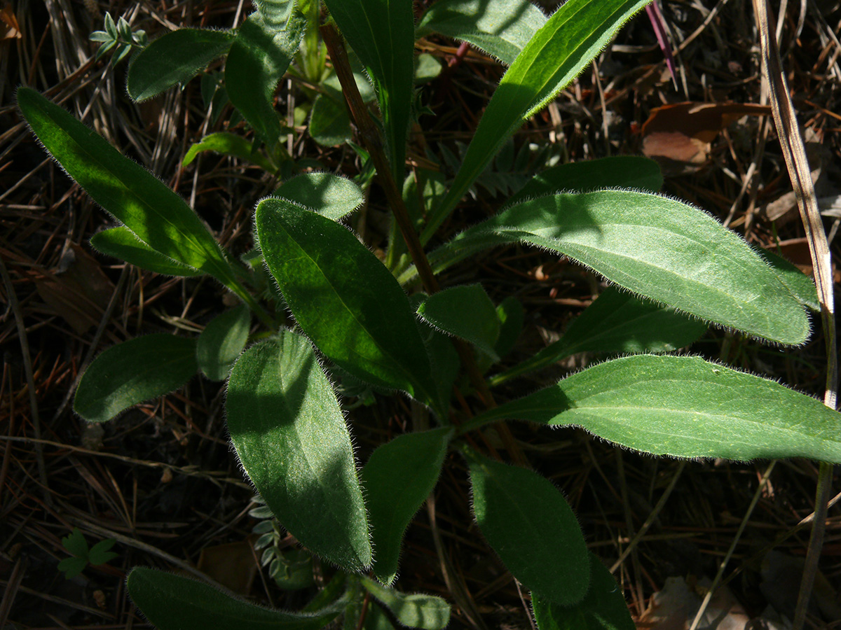 Image of genus Aster specimen.