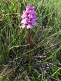 Dactylorhiza psychrophila. Цветущее растение. Кольский п-ов, Восточный Мурман, долина р. Трящина. 22.07.2009.