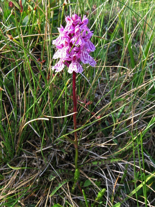 Изображение особи Dactylorhiza psychrophila.
