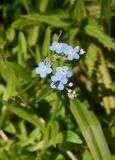 Myosotis palustris. Соцветие с насекомым. Калужская обл., Боровский р-н, окр. ручья Межиха рядом с истоком, травяное болото. 7 июня 2022 г.