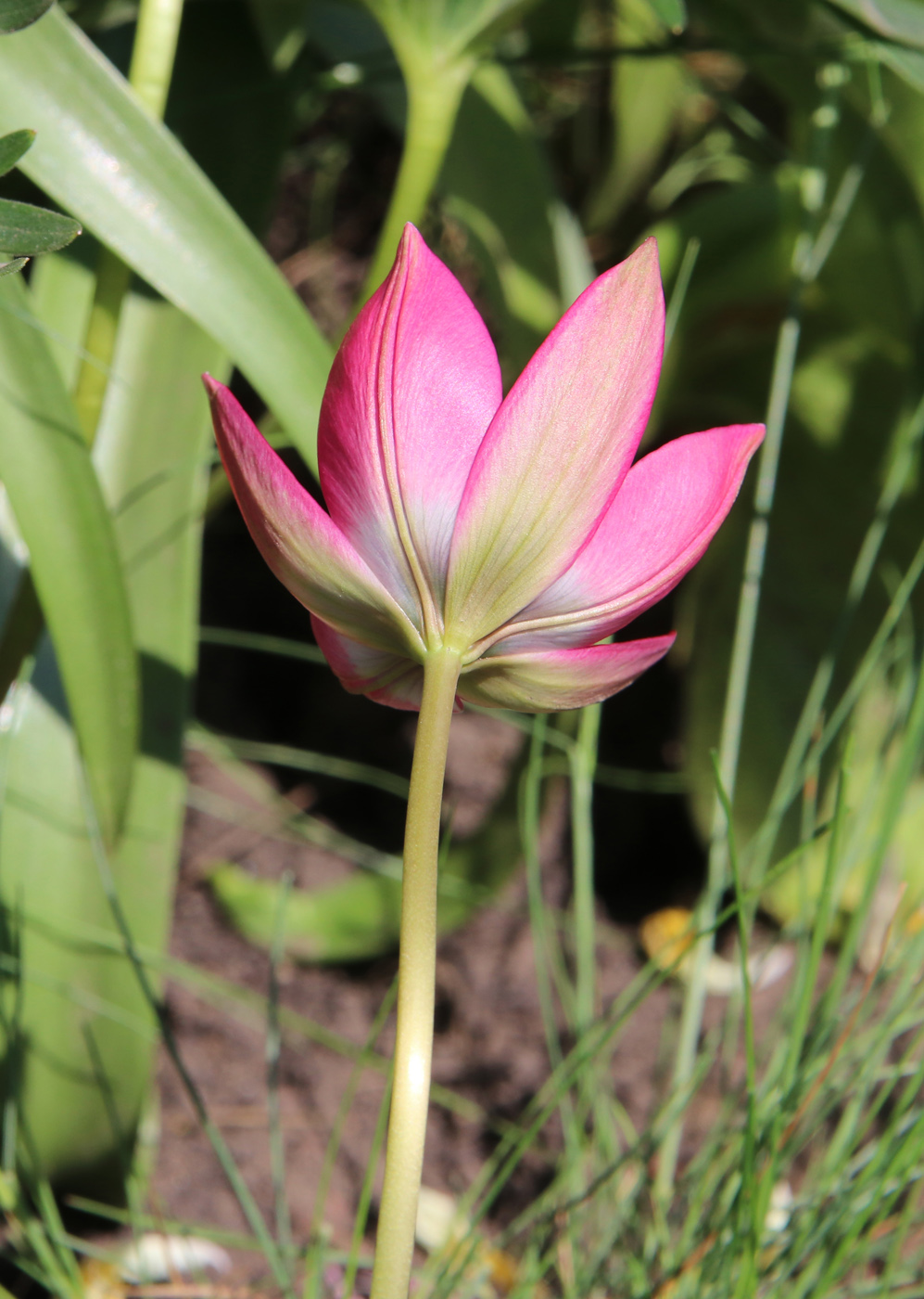 Image of Tulipa humilis specimen.