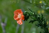 Papaver armeniacum. Верхушка побега с цветком и бутонами. Армения, обл. Гегаркуник, берег оз. Севан, окр. с. Норашен, ≈ 1900 м н.у.м., луговой склон. 21.06.2022.