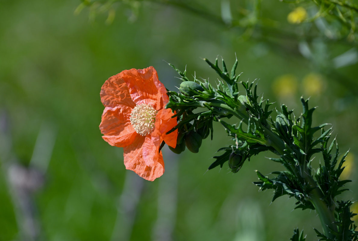 Изображение особи Papaver armeniacum.