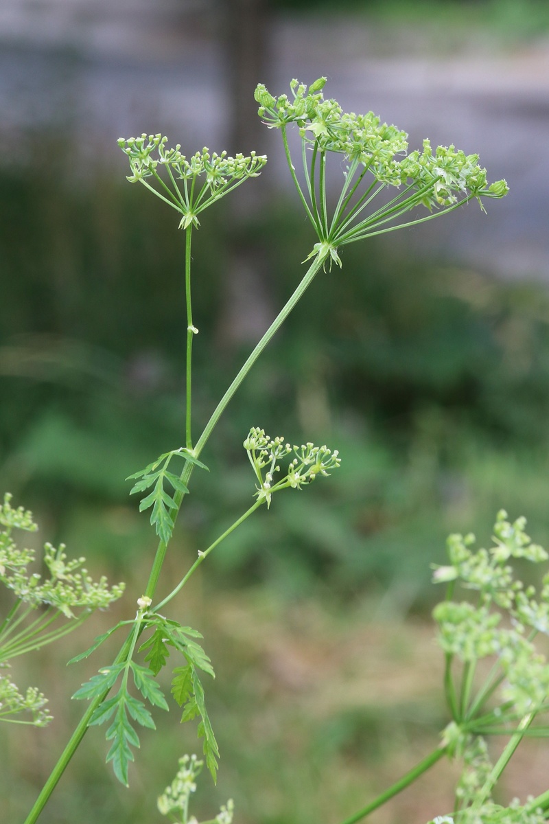 Изображение особи Conium maculatum.