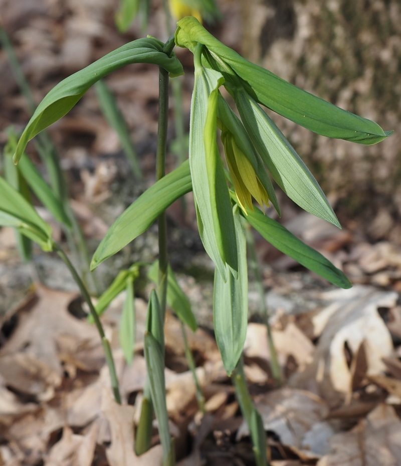 Image of Uvularia grandiflora specimen.