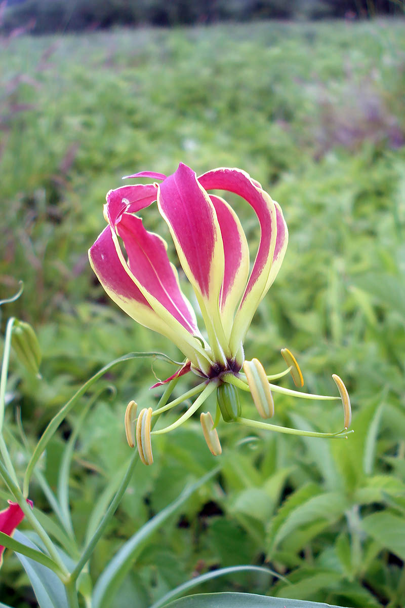 Image of Gloriosa superba specimen.