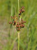 Juncus compressus