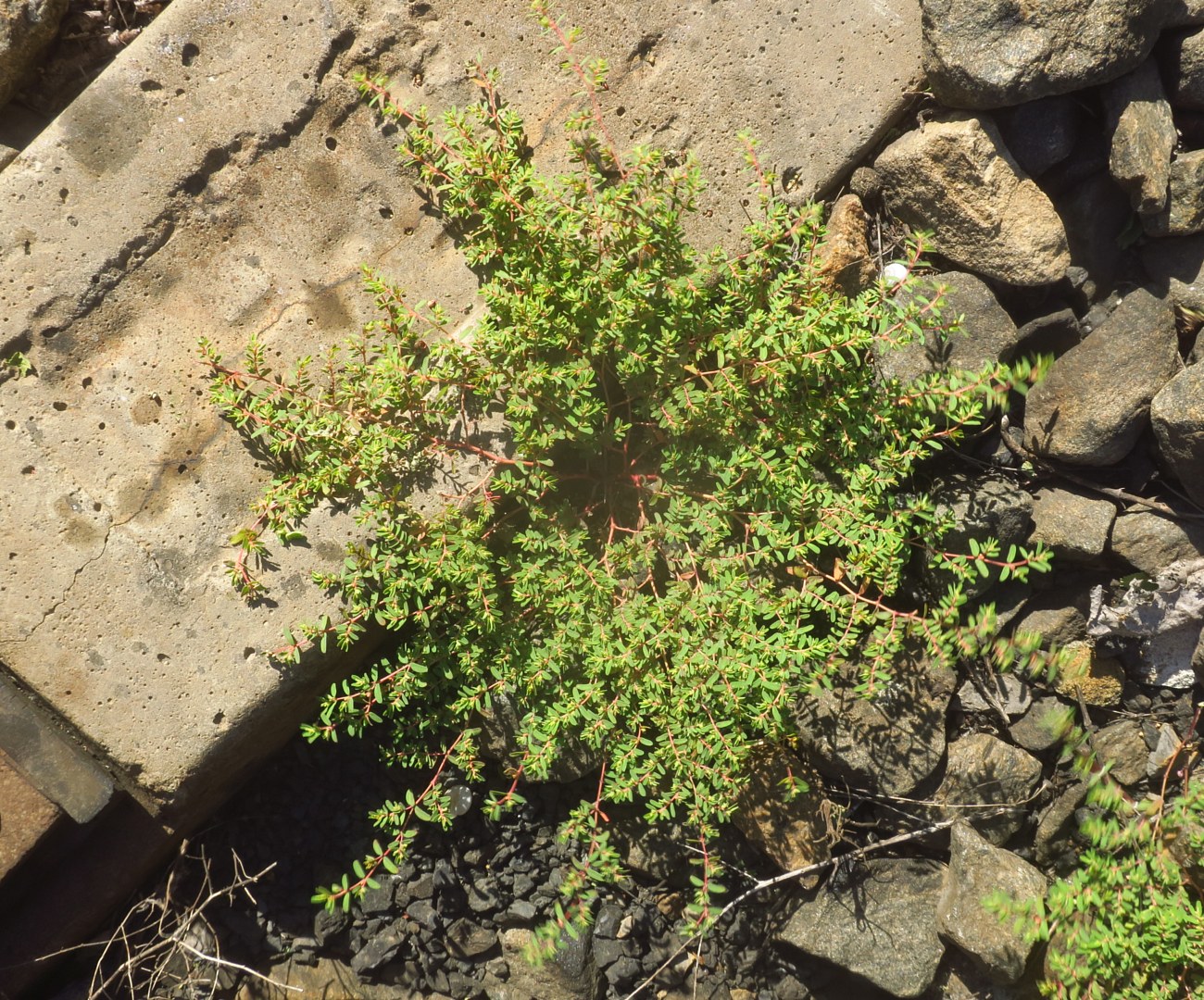 Изображение особи Euphorbia glyptosperma.