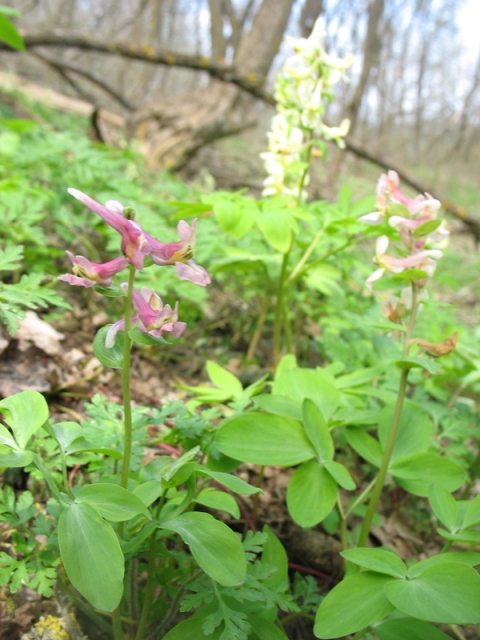 Image of Corydalis marschalliana specimen.
