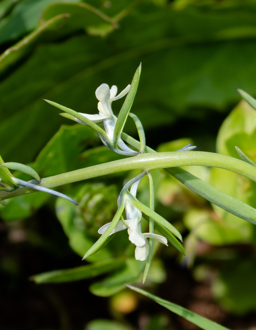 Изображение особи Linaria chalepensis.