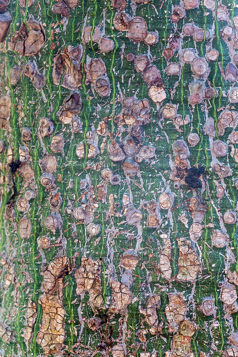 Изображение особи Ceiba insignis.