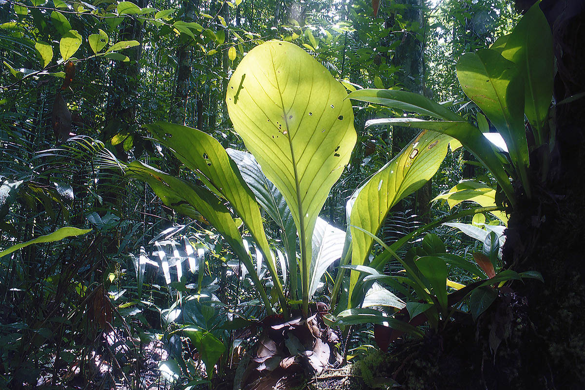 Изображение особи род Anthurium.