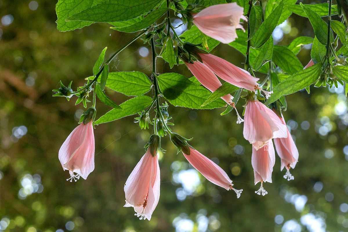 Изображение особи Malvaviscus penduliflorus.