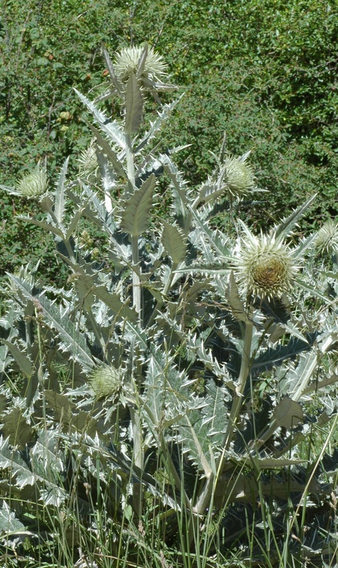 Image of Alfredia nivea specimen.