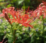 Lycoris radiata