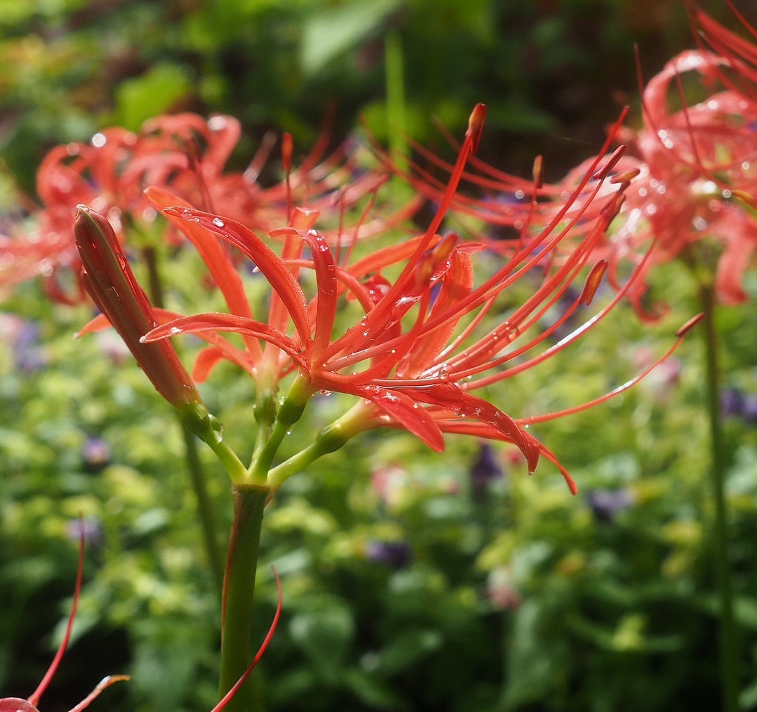 Image of Lycoris radiata specimen.