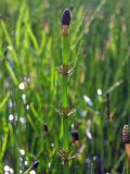 Equisetum fluviatile. Верхушка побега со стробилом. Магаданская обл., окр. г. Магадан, нижнее течение р. Магаданка, небольшое озеро. 30.06.2022.