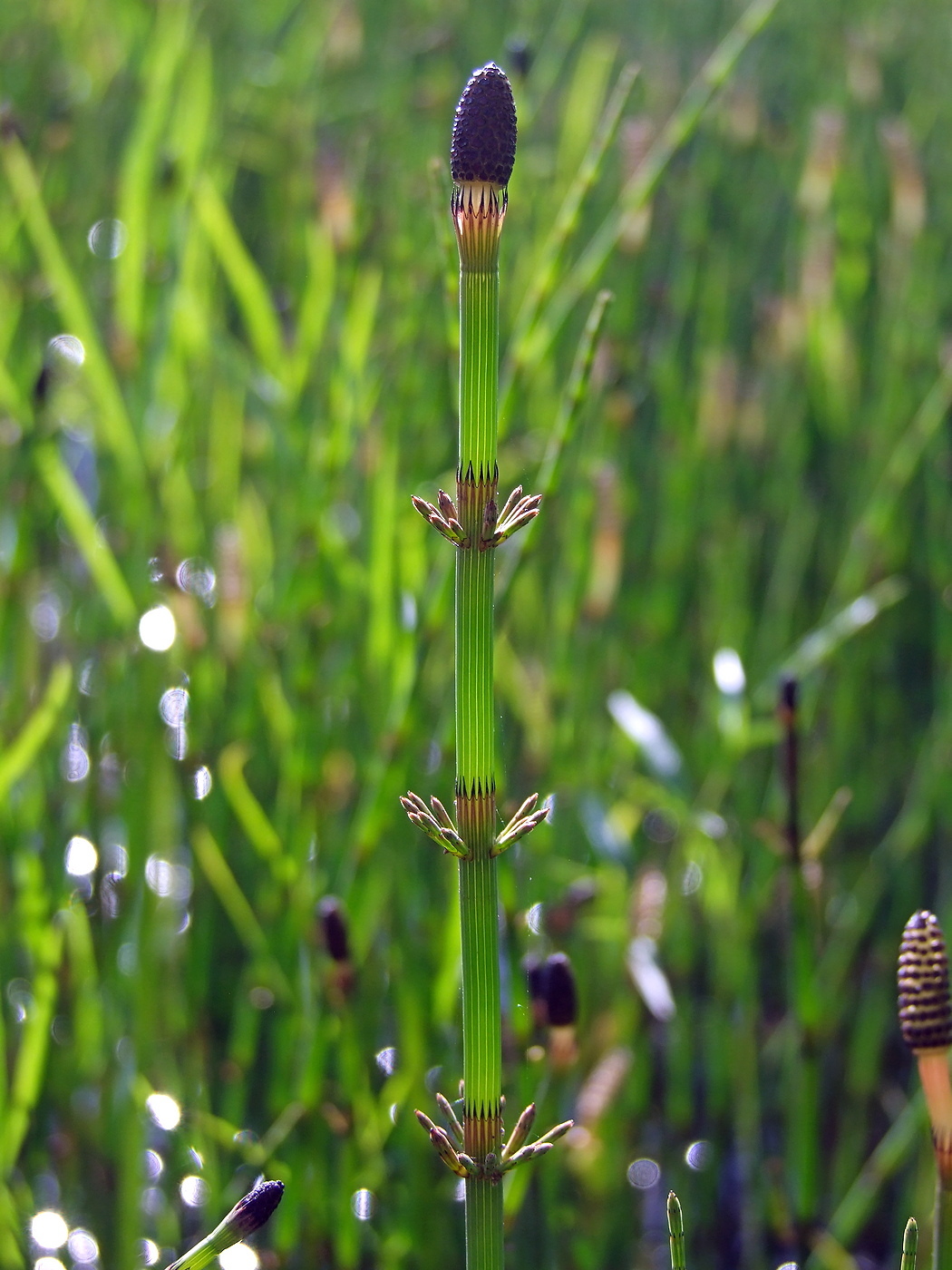 Изображение особи Equisetum fluviatile.