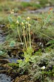 Parnassia palustris