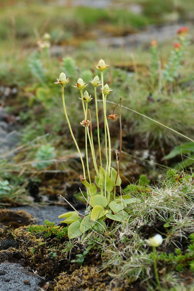 Image of Parnassia palustris specimen.