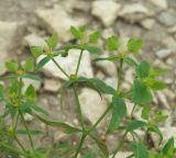 Euphorbia taurinensis