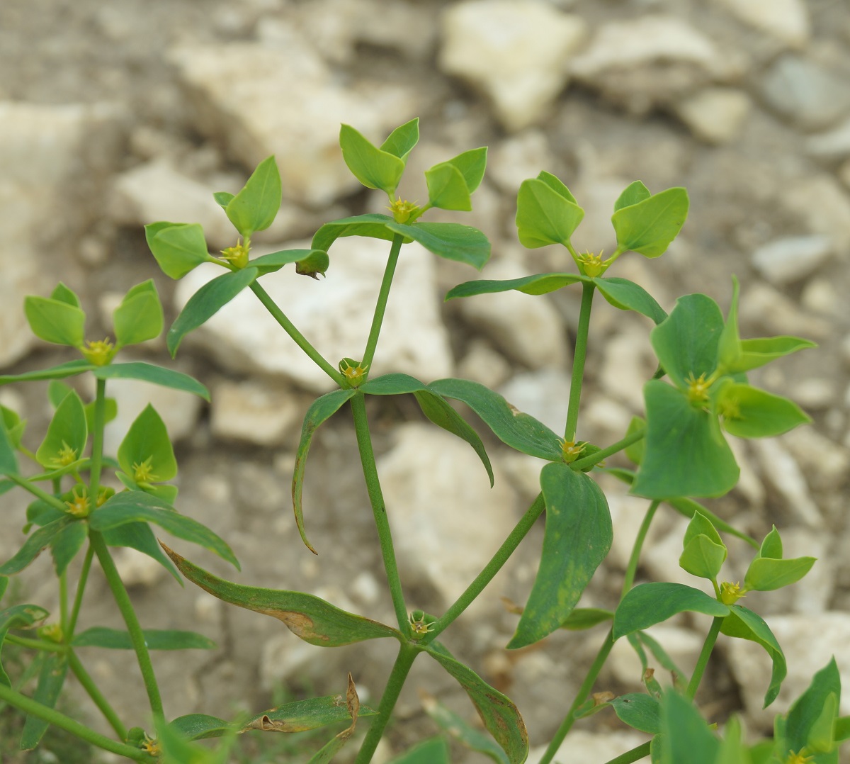 Изображение особи Euphorbia taurinensis.