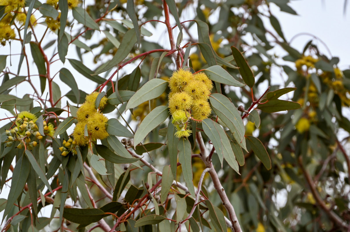 Изображение особи род Eucalyptus.