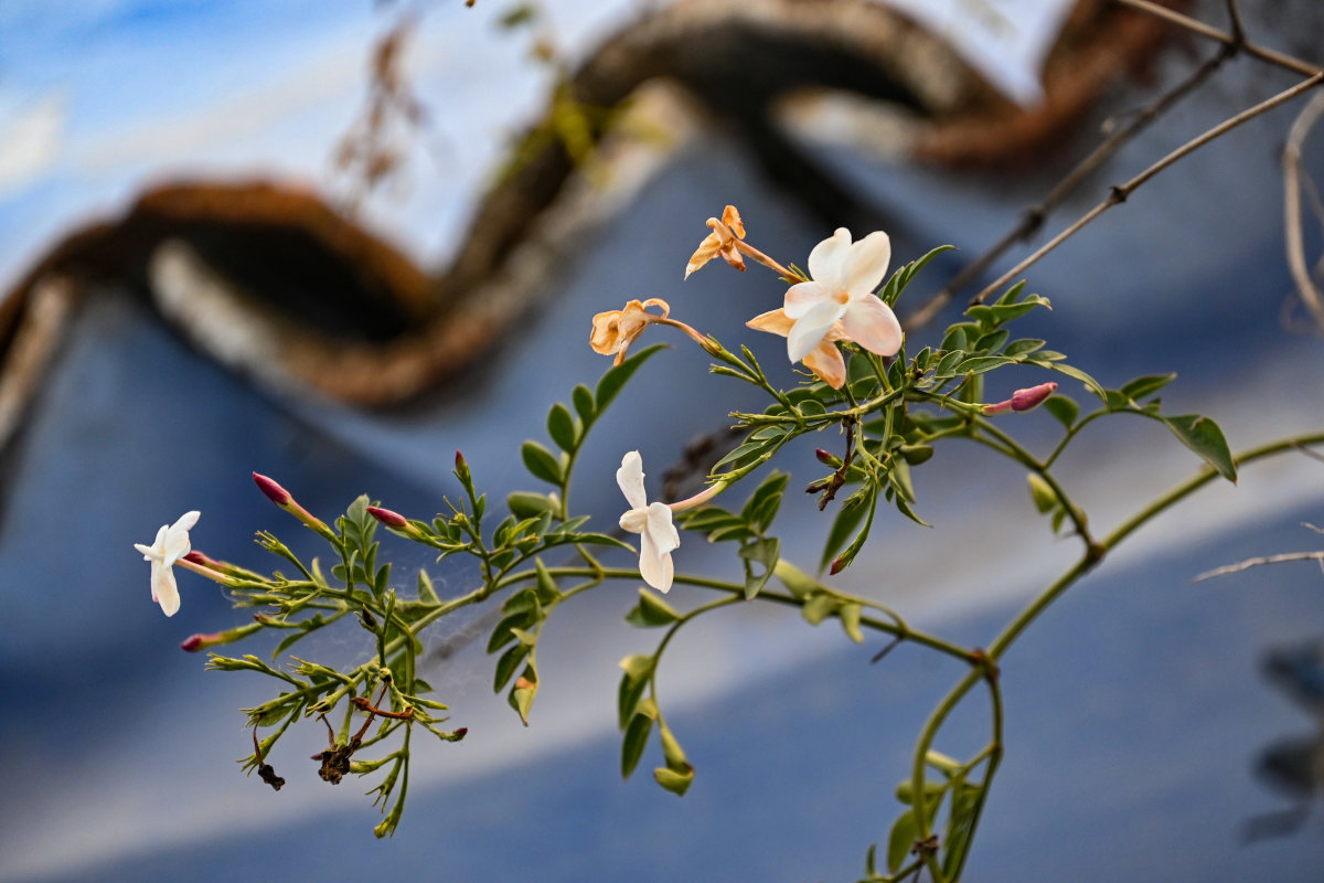 Изображение особи Jasminum officinale.