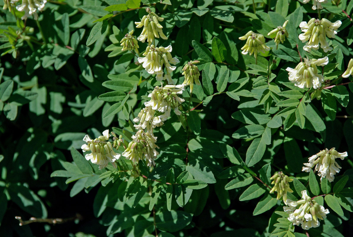 Изображение особи Astragalus frigidus.