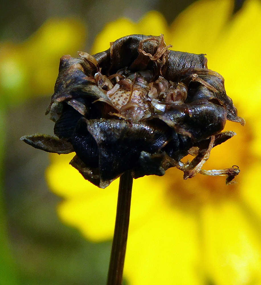 Image of Coreopsis grandiflora specimen.