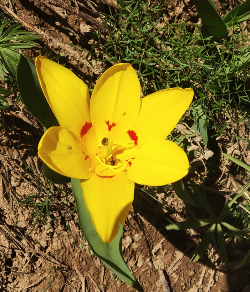 Image of Tulipa tschimganica specimen.