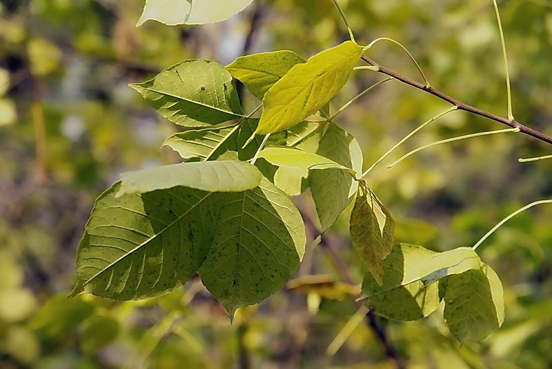 Изображение особи Ptelea trifoliata.