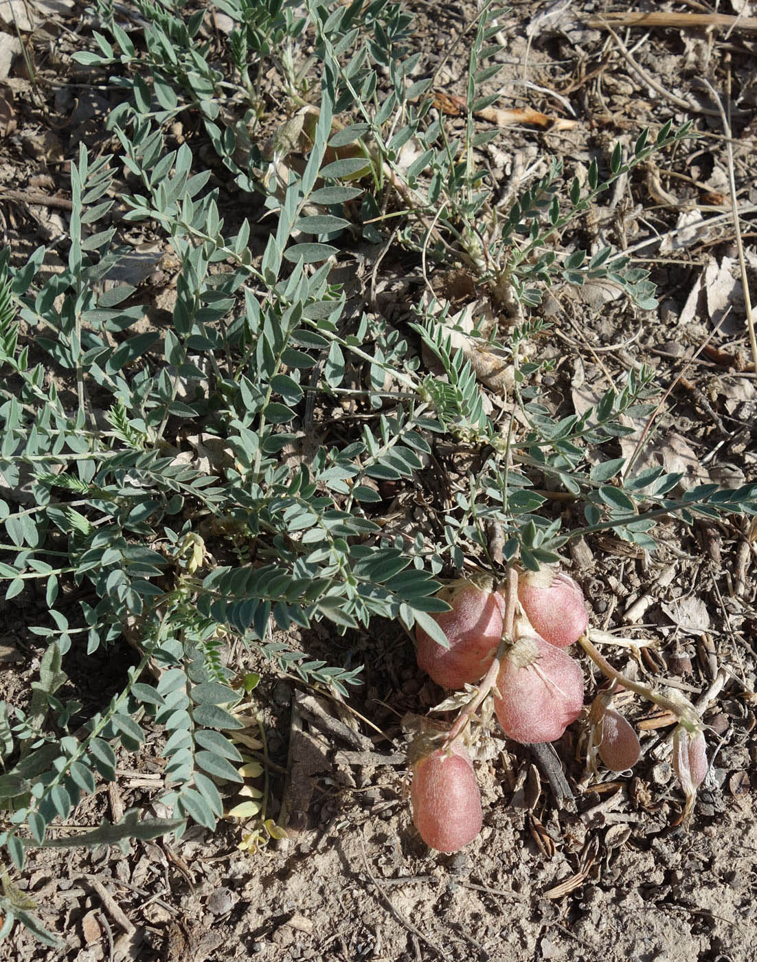 Изображение особи Astragalus skorniakowii.