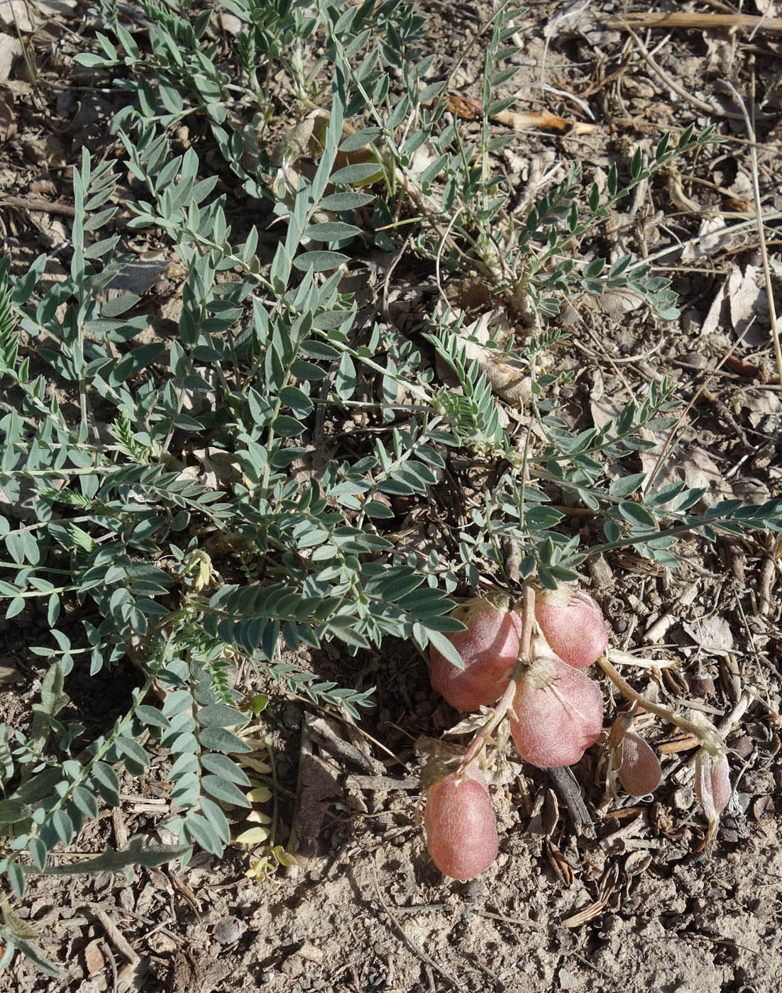 Image of Astragalus skorniakowii specimen.