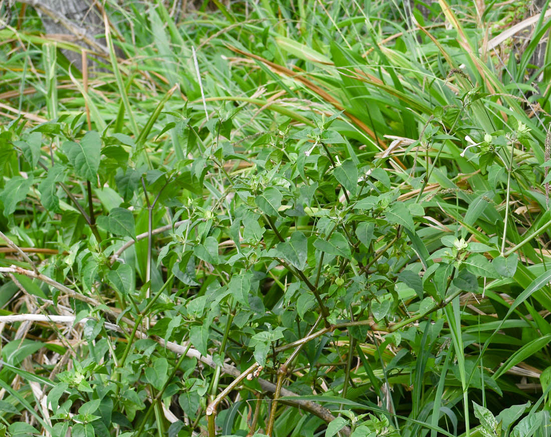 Image of genus Mirabilis specimen.