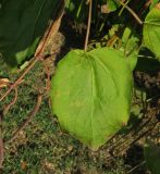 Catalpa bignonioides